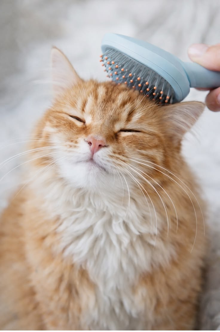 Groomer at work