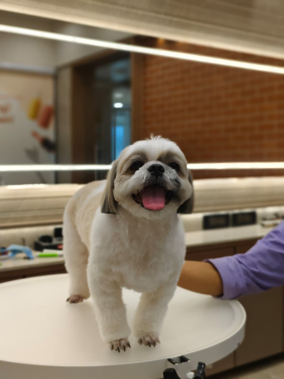 Groomer at work