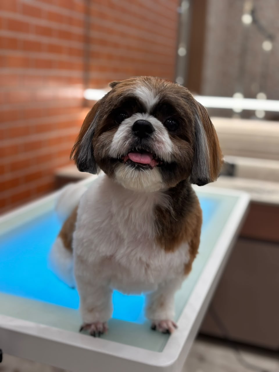 Groomer at work