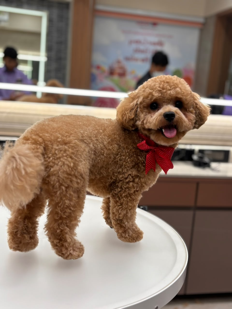 Groomer at work